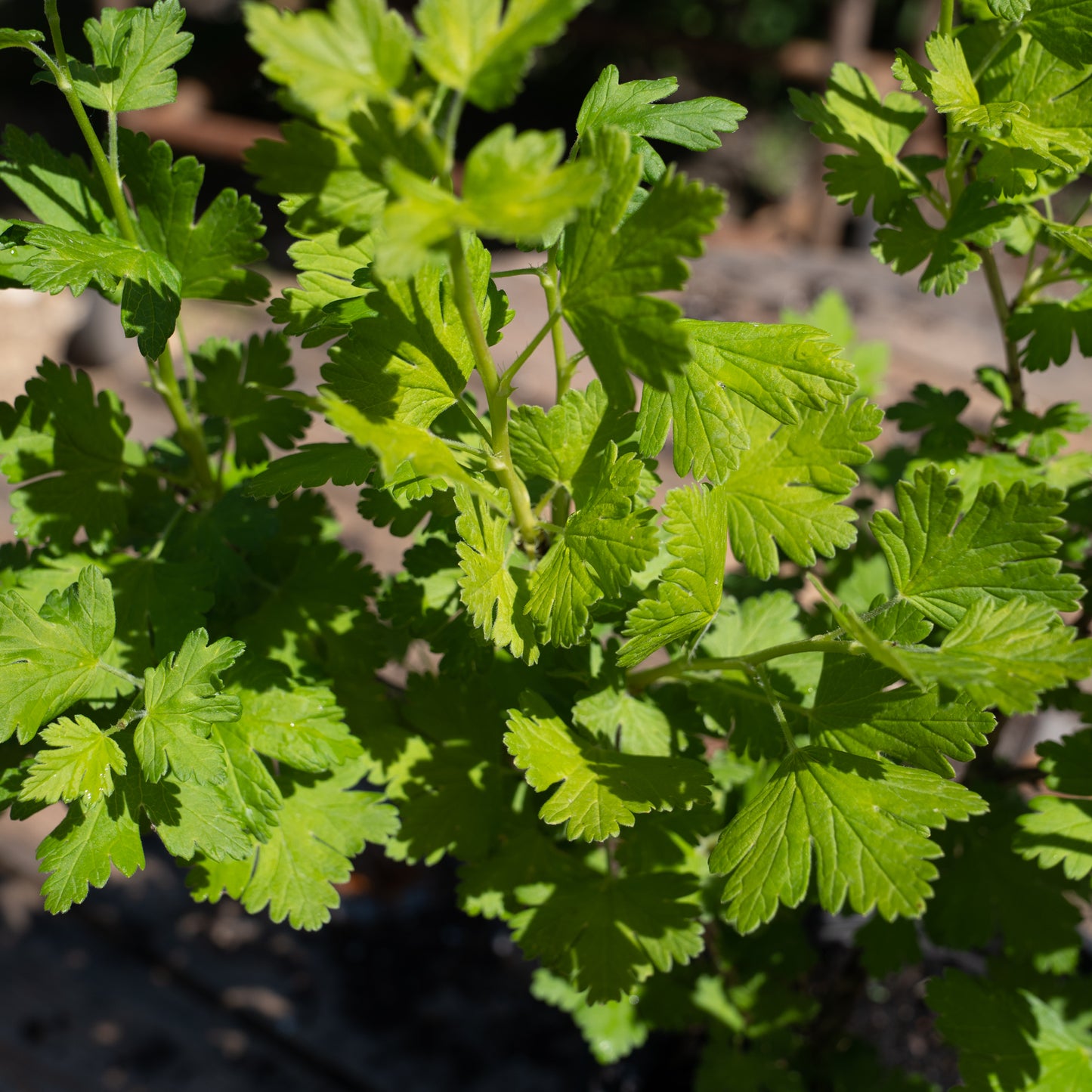 Ribes uva-crispa ‘Pax’