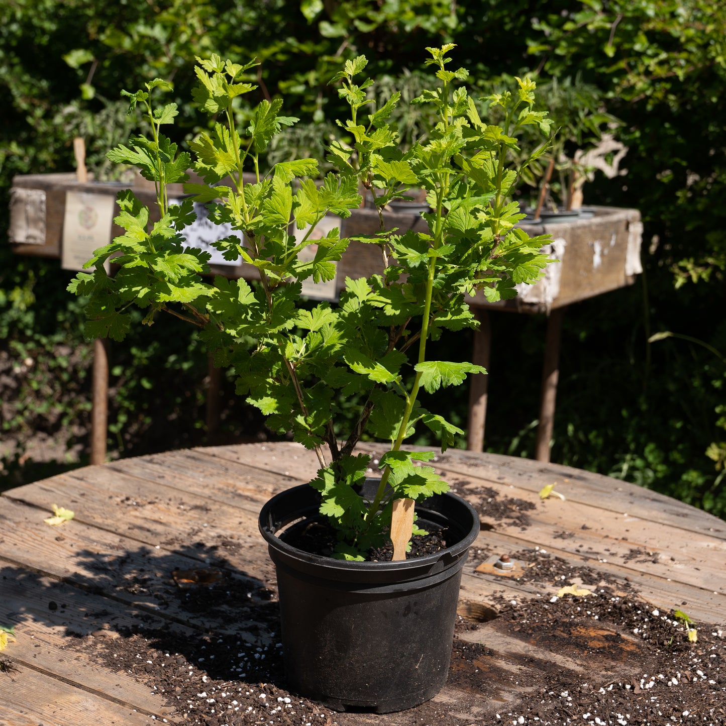 Ribes uva-crispa ‘Pax’
