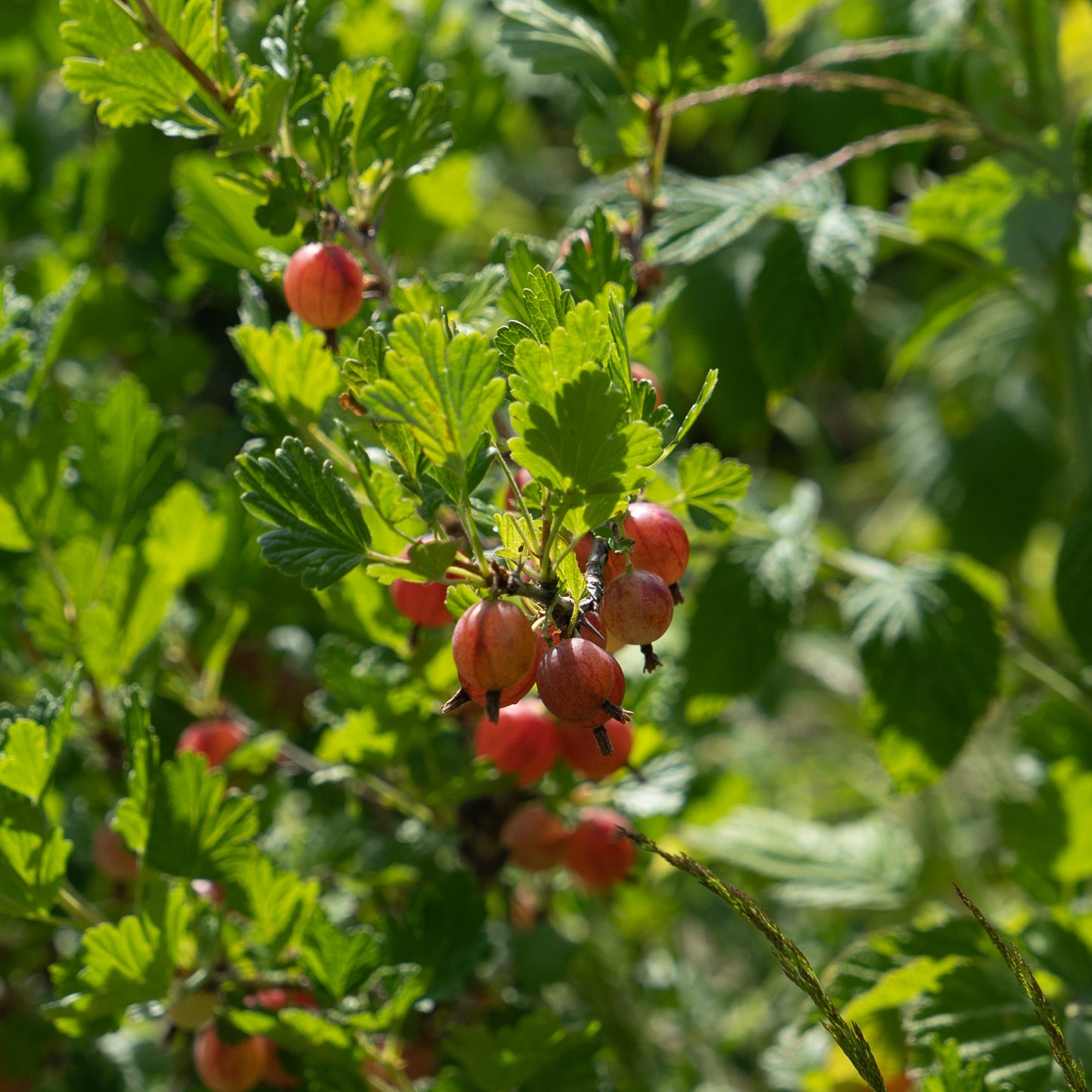 Ribes uva-crispa ‘Pax’