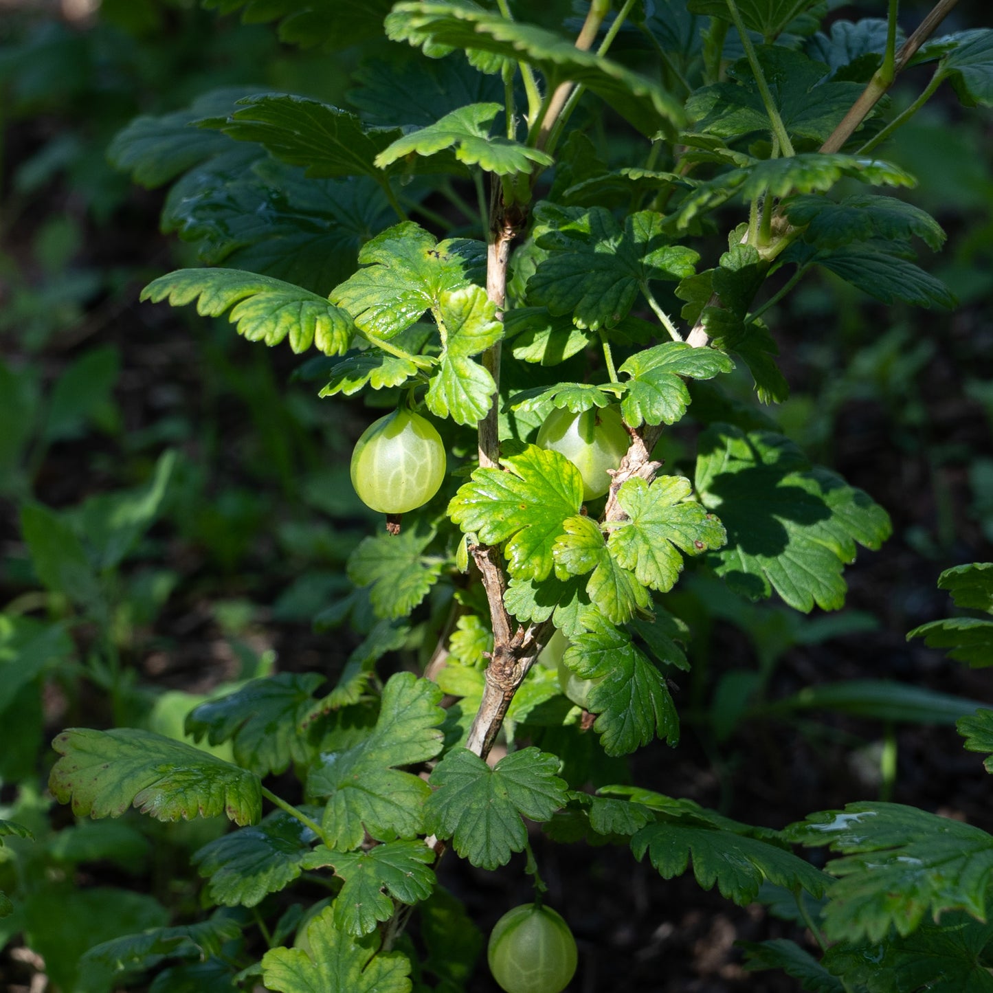 Ribes uva-crispa ‘Pax’