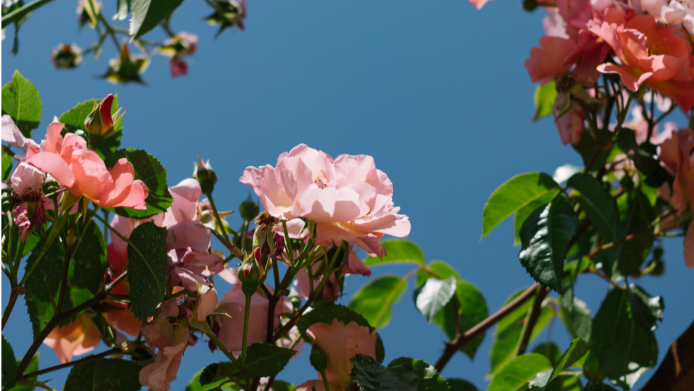 Rose arches at Carey’s Secret Garden, draped in lush climbing roses, creating a fragrant, picturesque walkway that enhances the beauty of the garden’s landscape