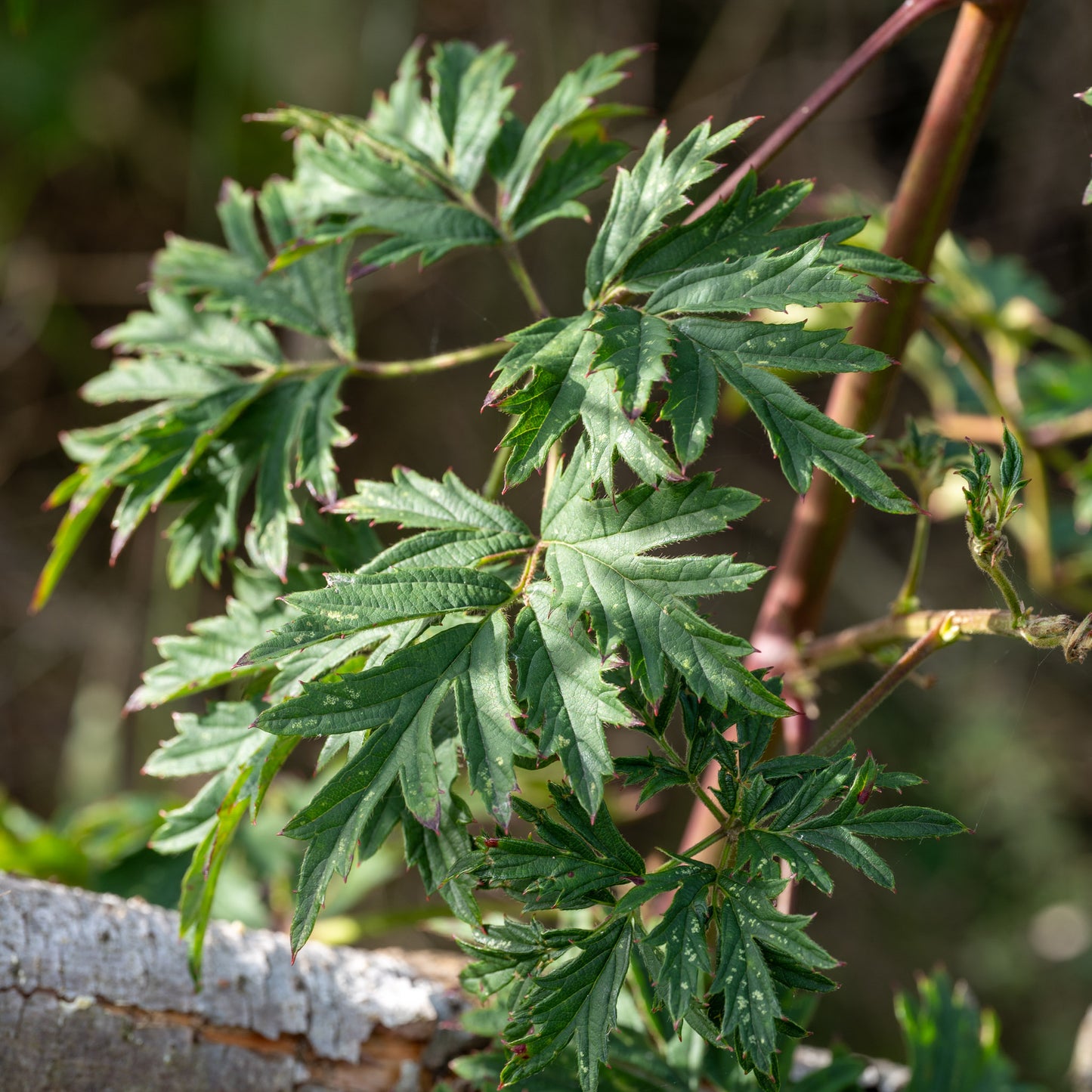 Rubus fruticosus ‘Merton Thornless’