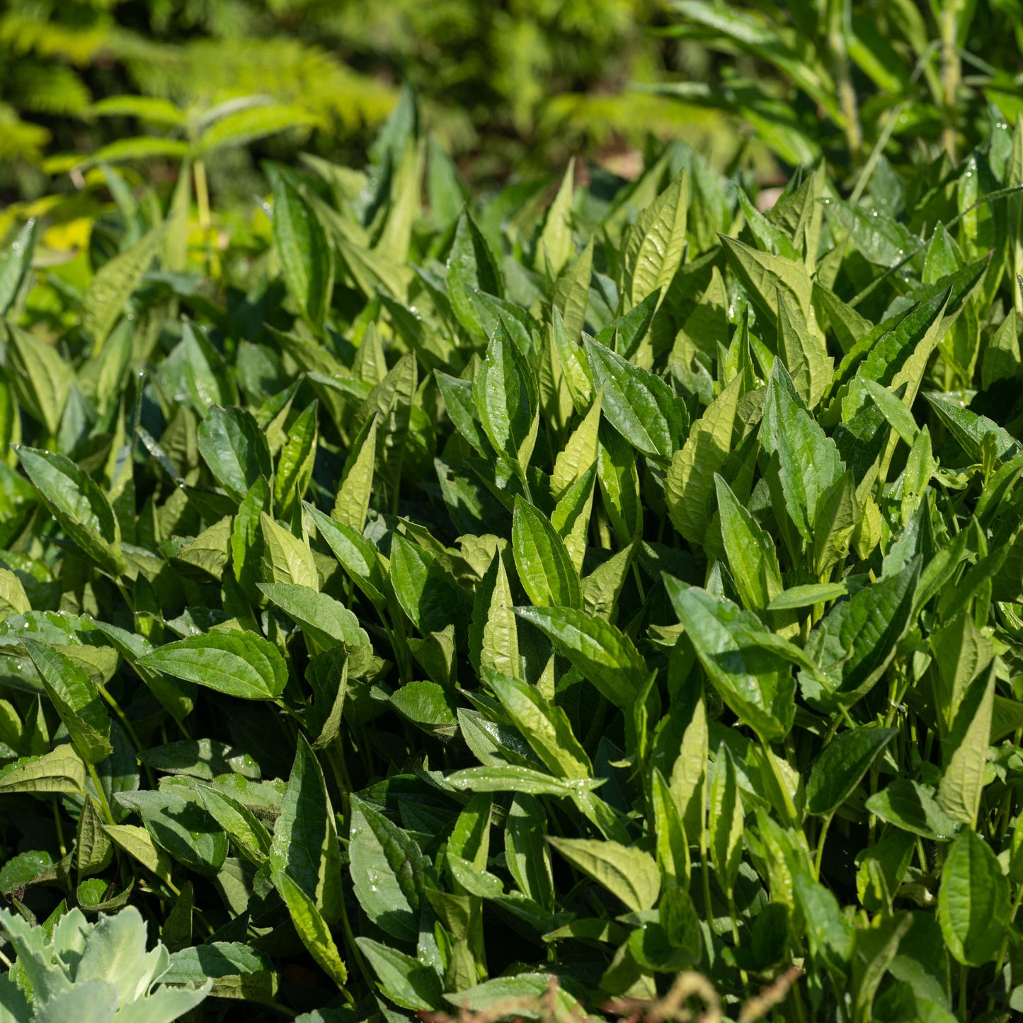 Rudbeckia fulgida var. sullivantii 'Goldsturm'