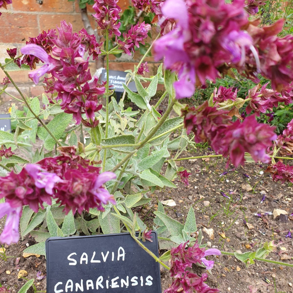 Salvia canariensis