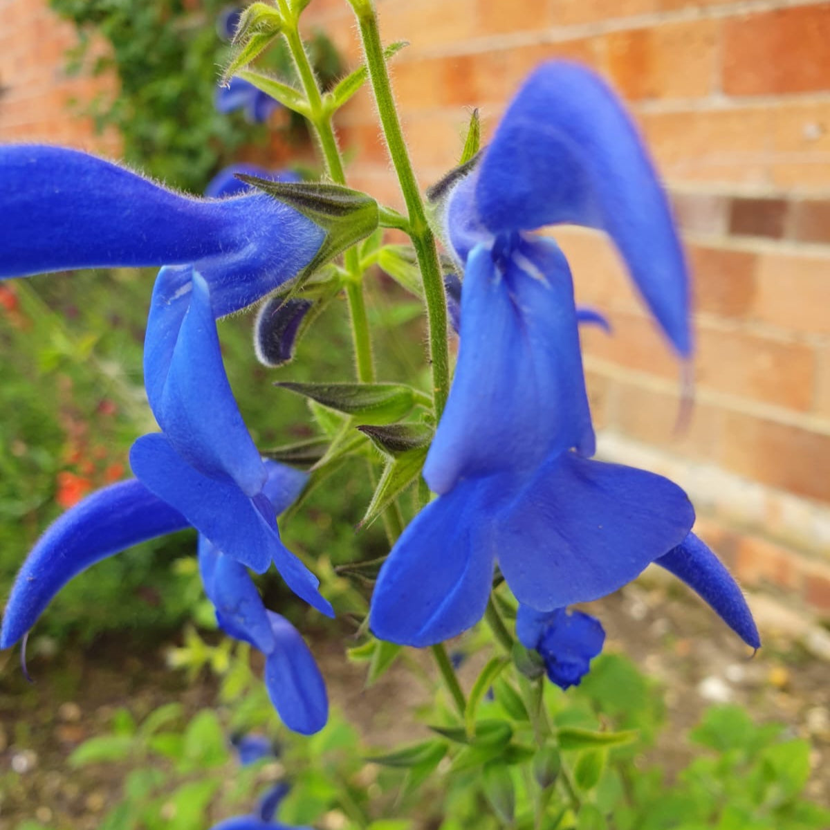 Salvia patens 'Giant Form'