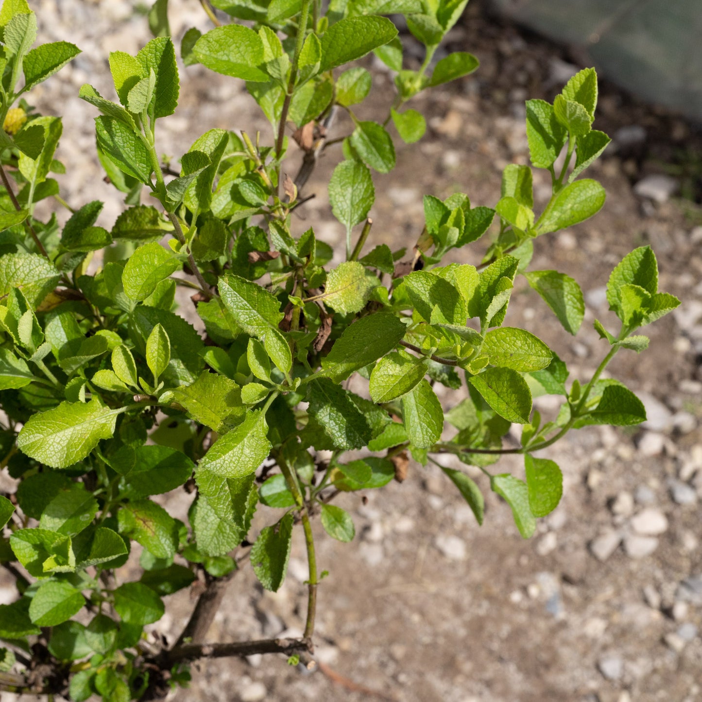 Salvia 'African Skies'