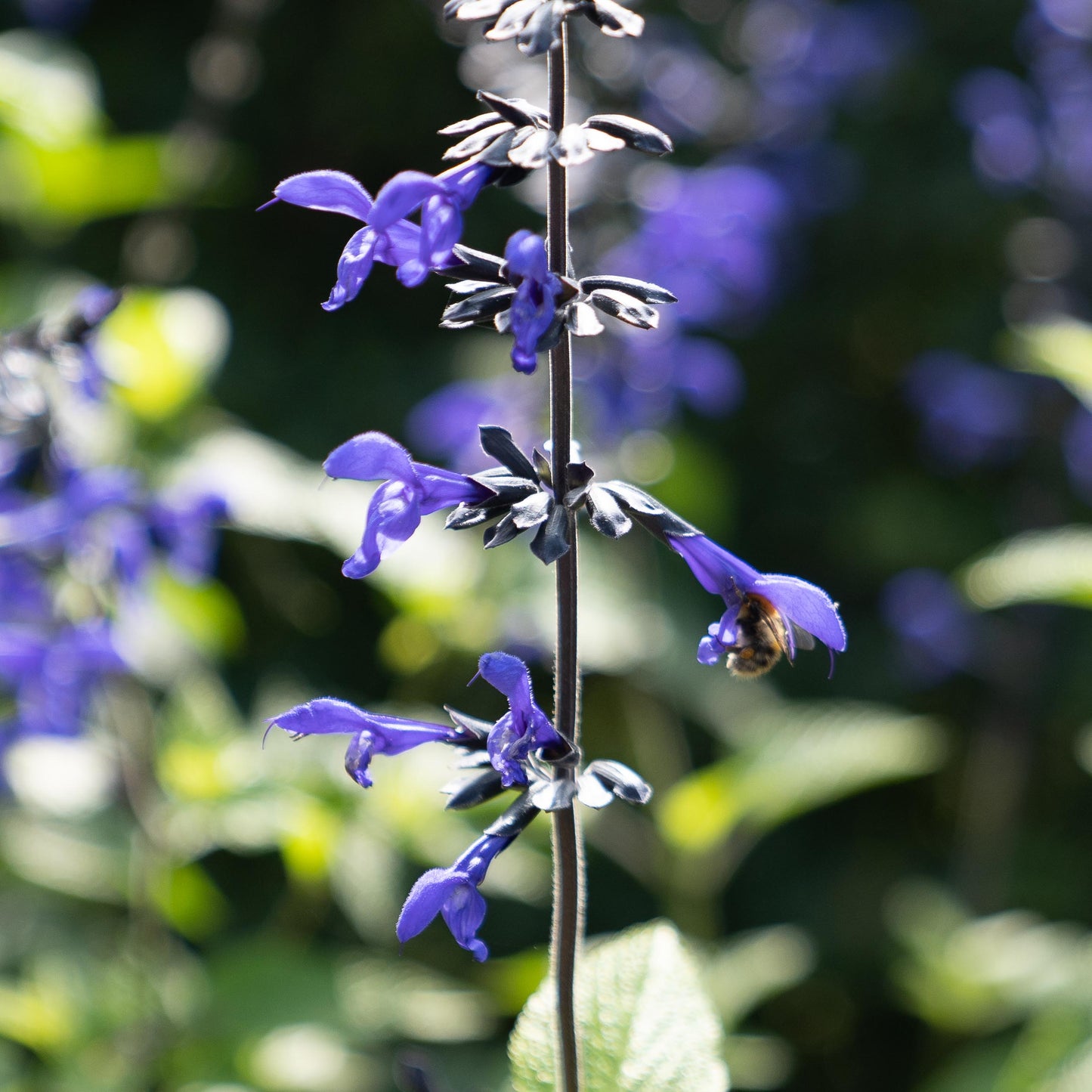 Salvia guaranitica 'Black & Bloom'