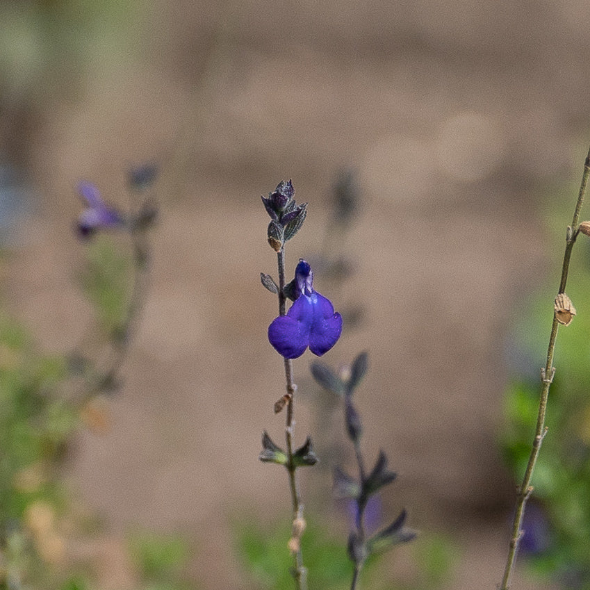 Salvia x jamensis 'Blue Armor'
