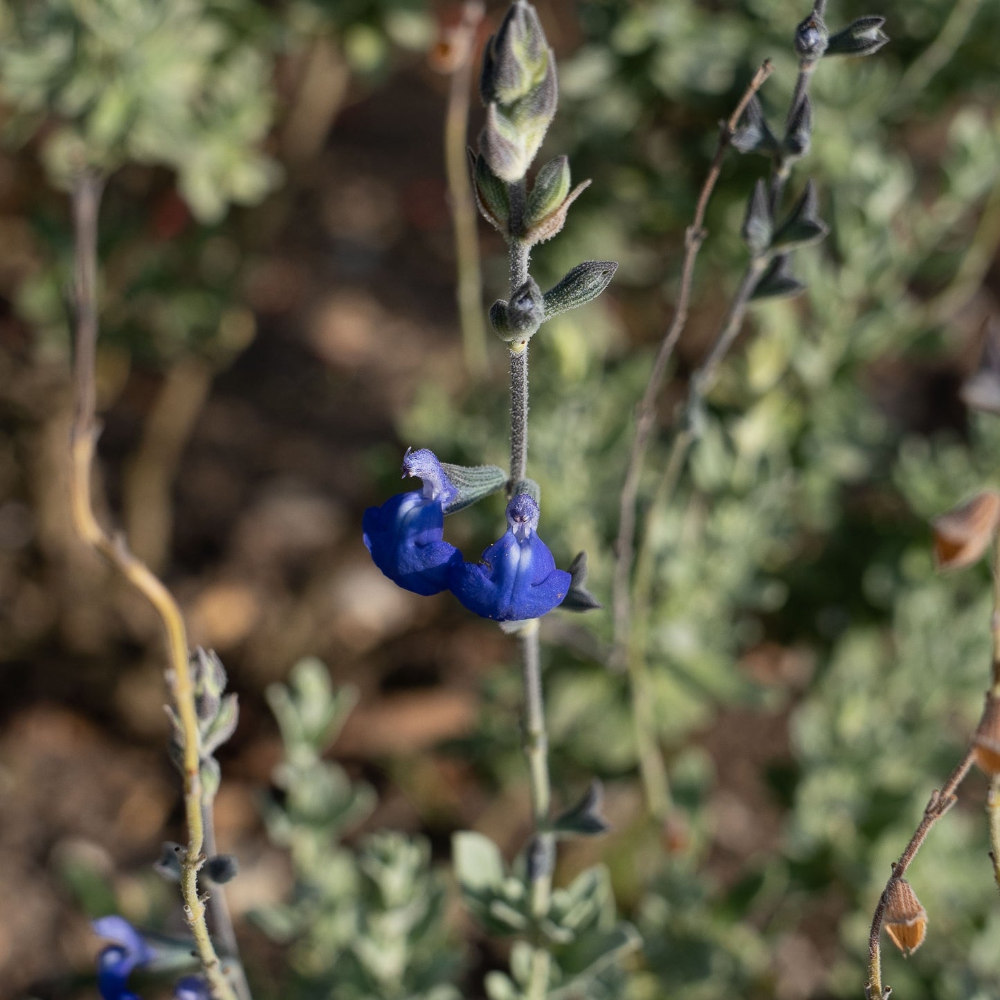 Salvia chamaedryoides ‘Silver leaved form’