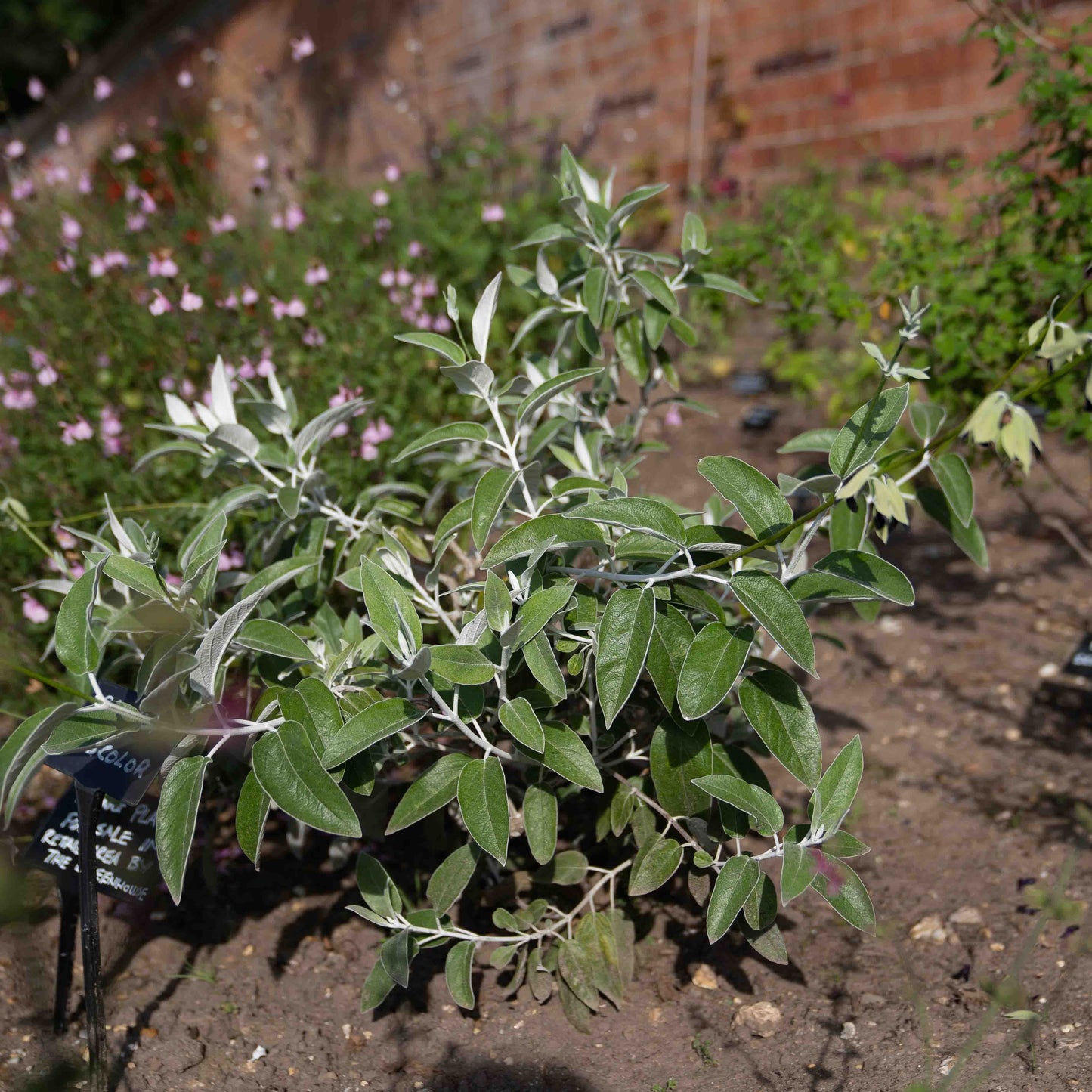 Salvia discolor