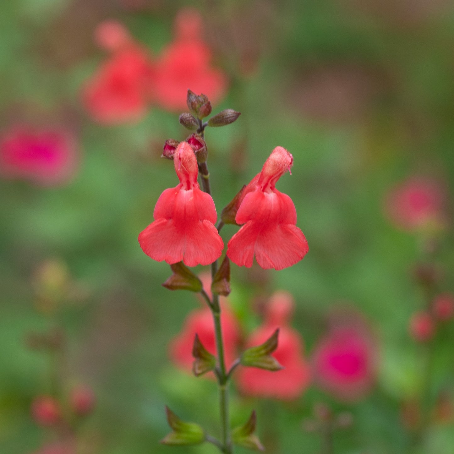 Salvia greggii 'Peach Cobbler'