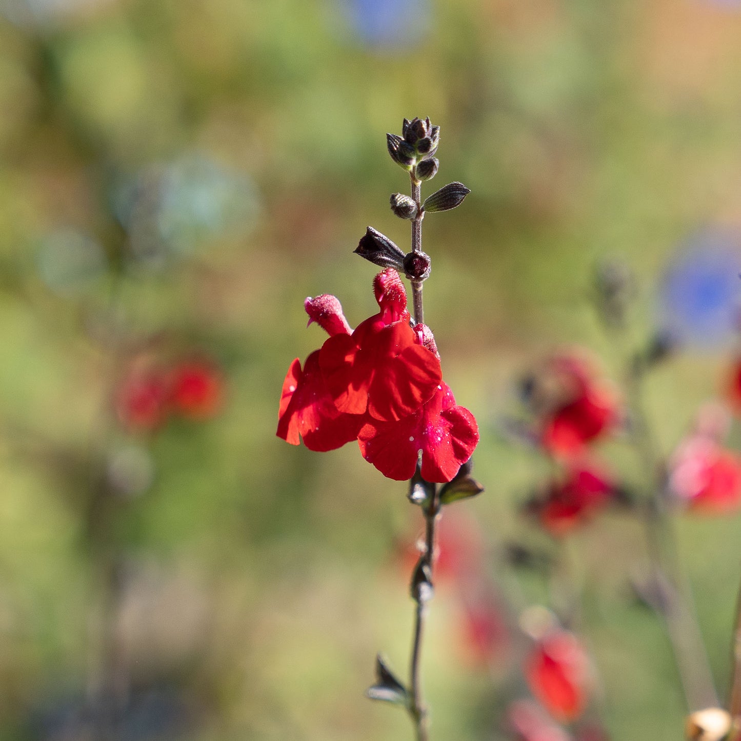 Salvia x jamensis 'Reve Rouge'