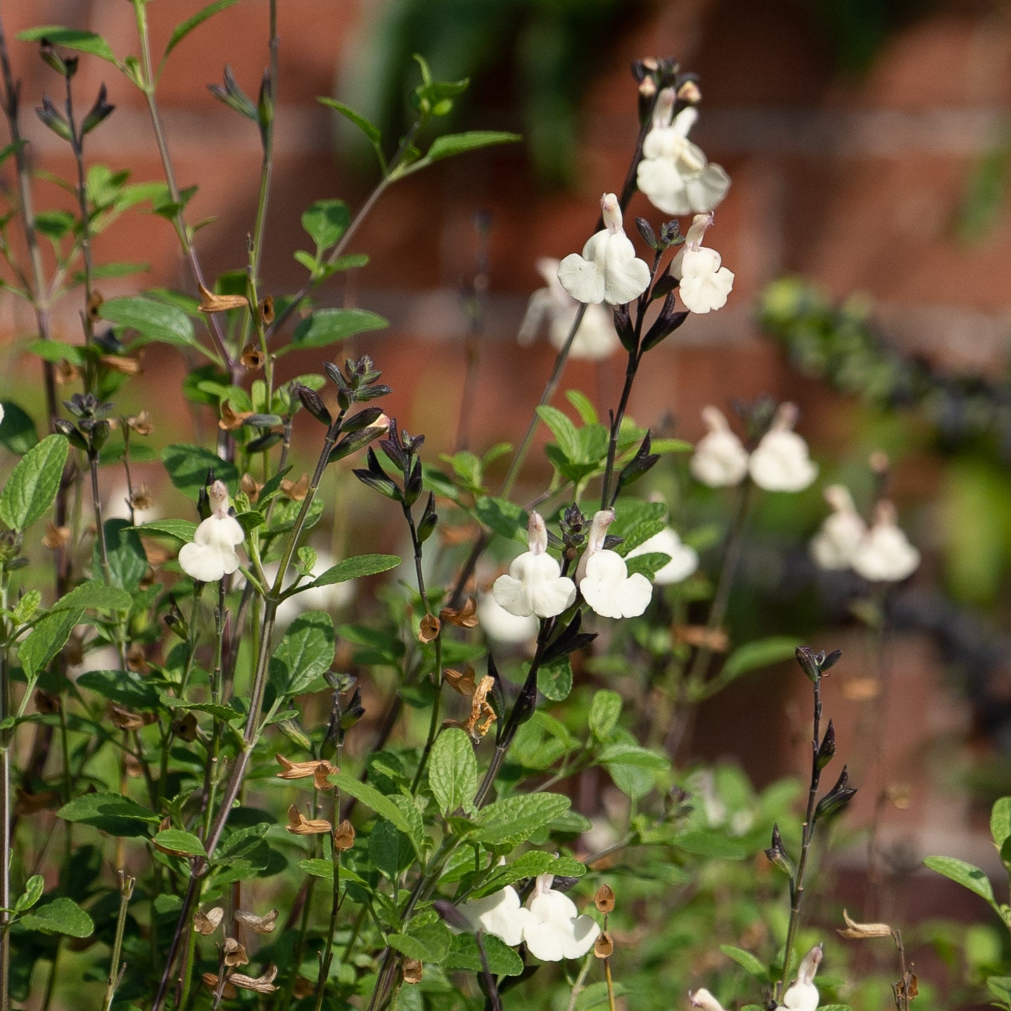 Salvia ‘so cool pale cream’