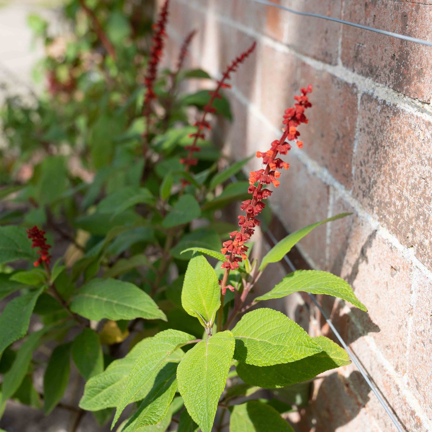Salvia confertiflora