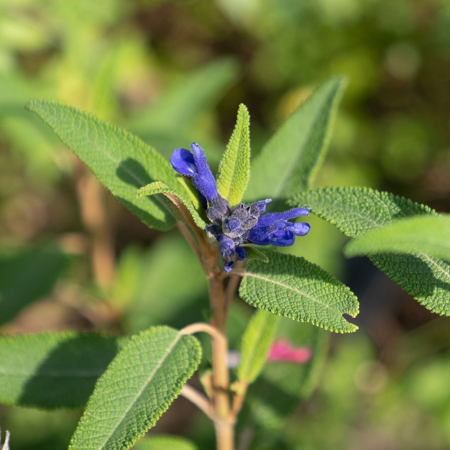 Salvia corrugata