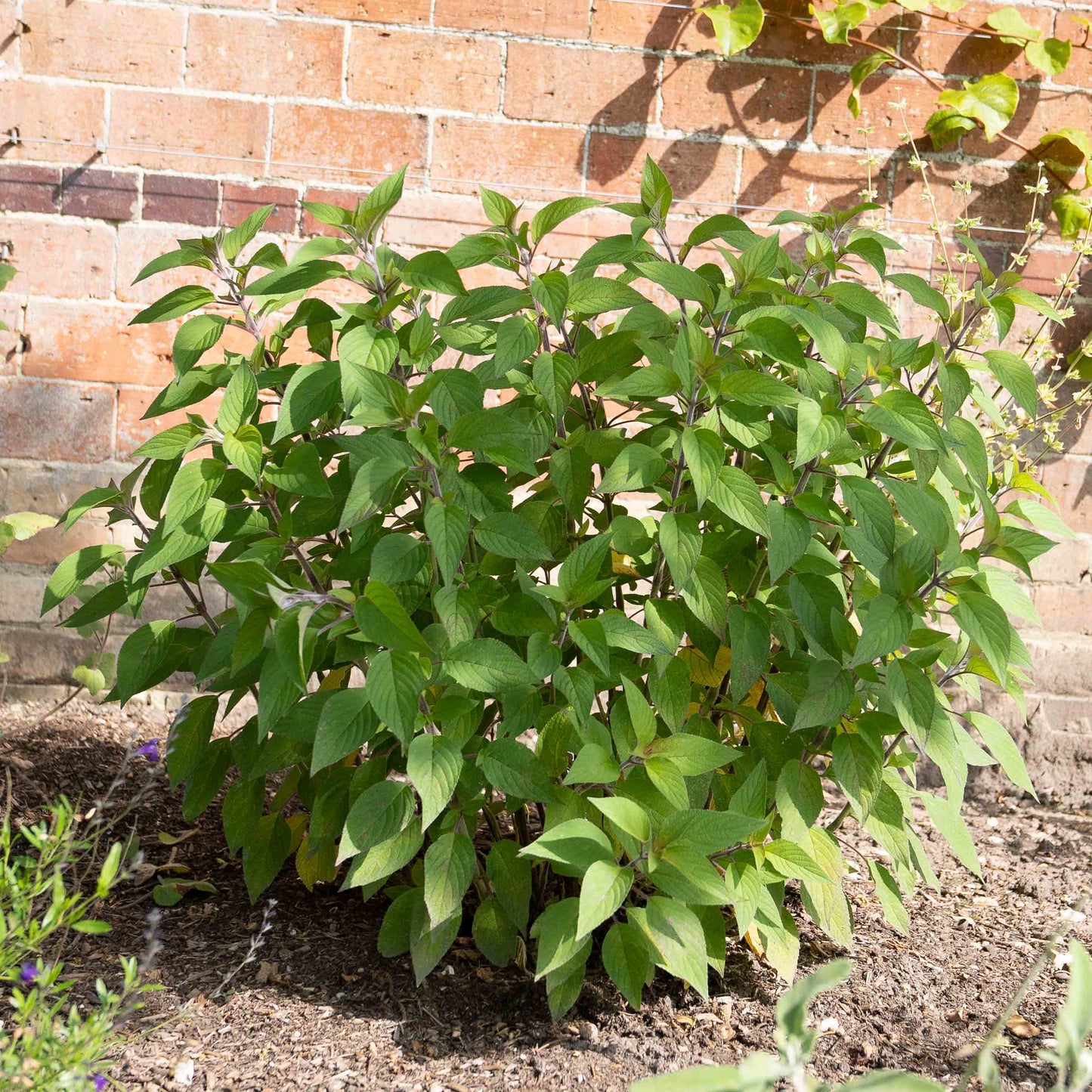 Salvia elegans 'Scarlet Pineapple'