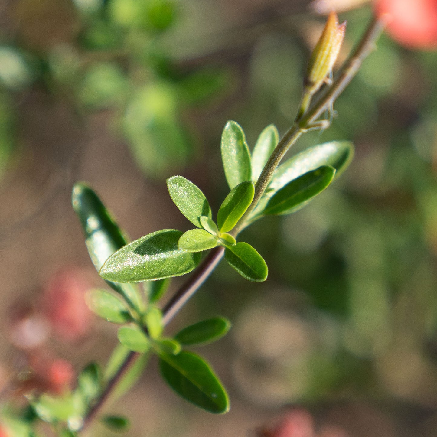 Salvia greggii 'Peach'