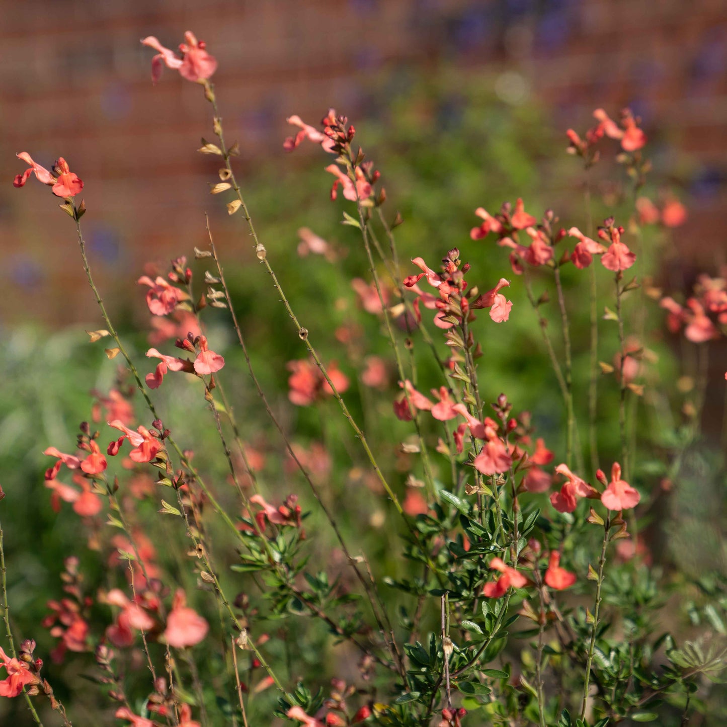 Salvia greggii 'Peach'