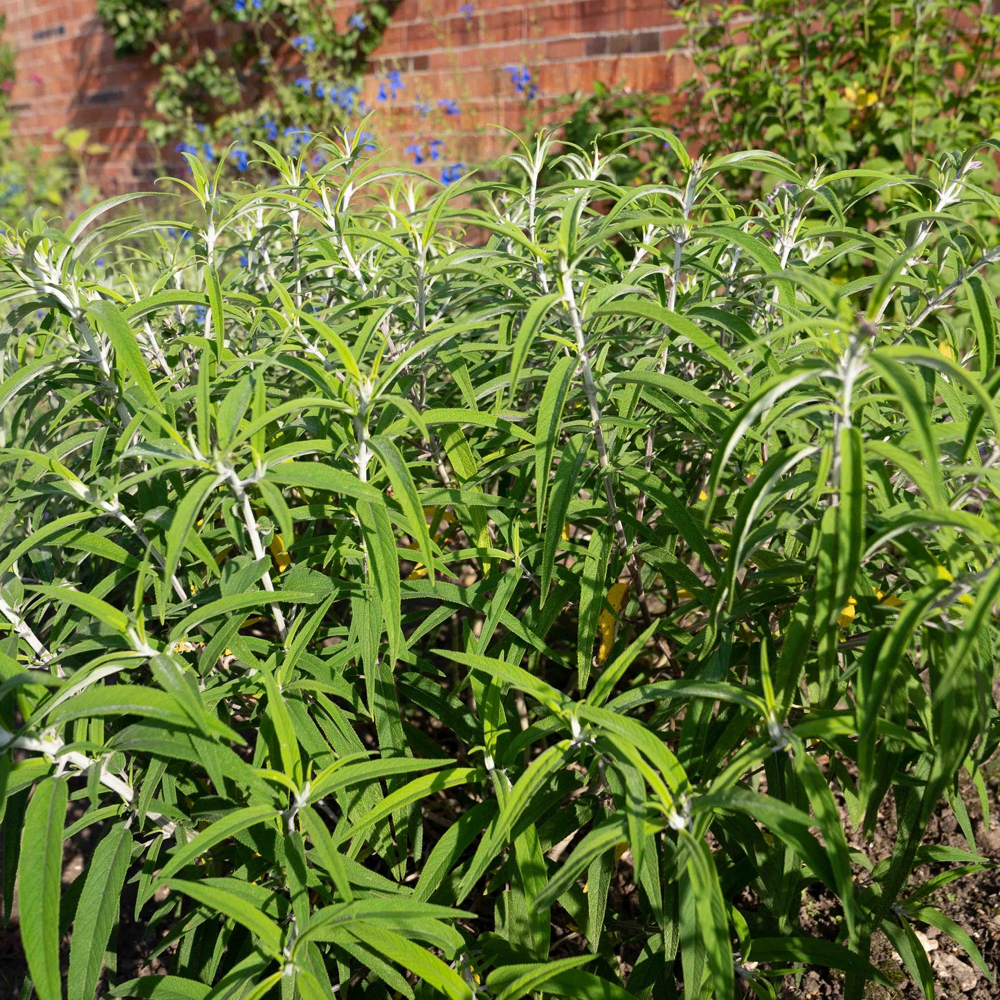 Salvia leucantha 'Purple Velvet'