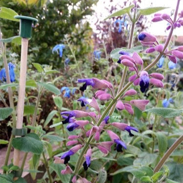Salvia semiatrata