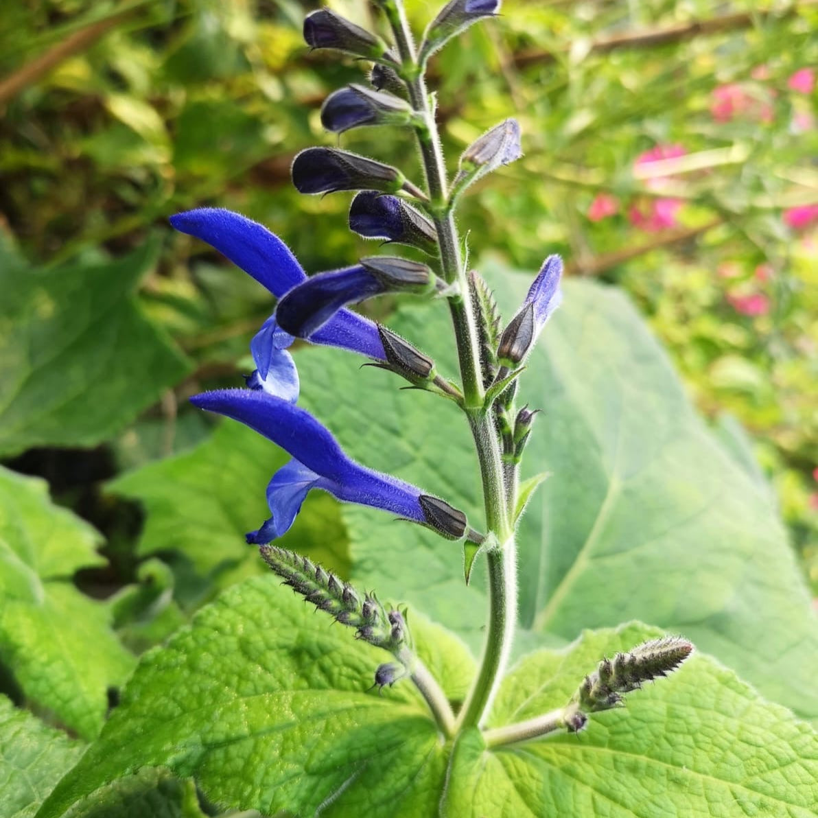 Salvia serboana
