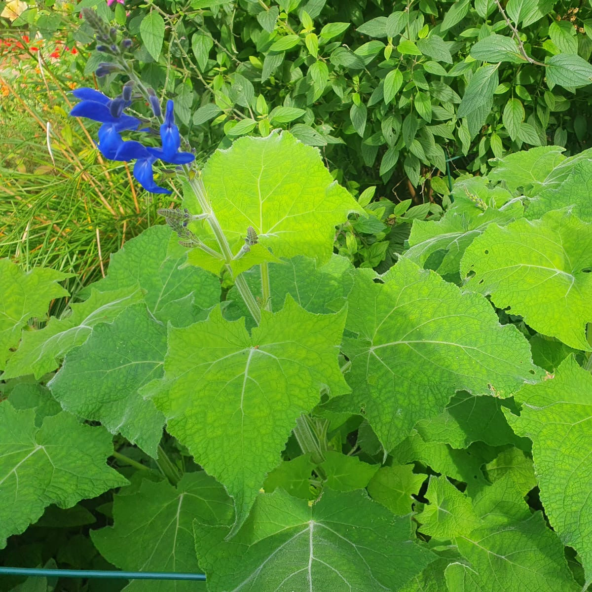 Salvia serboana