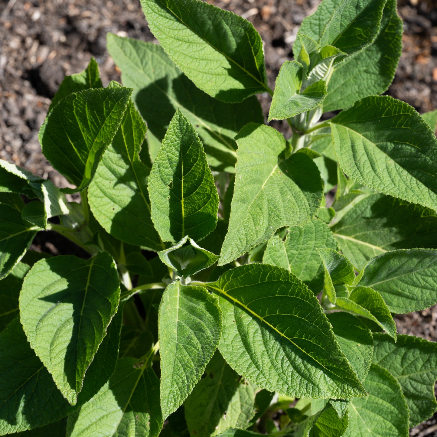 Salvia atrocyanea