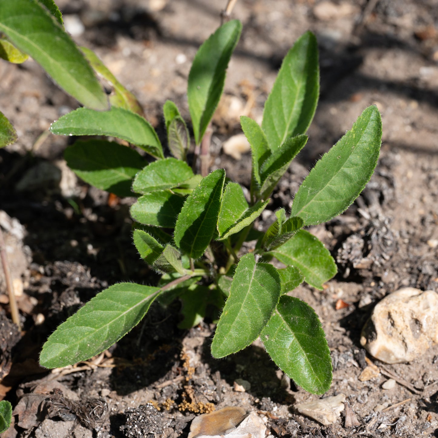 Salvia blepharophylla