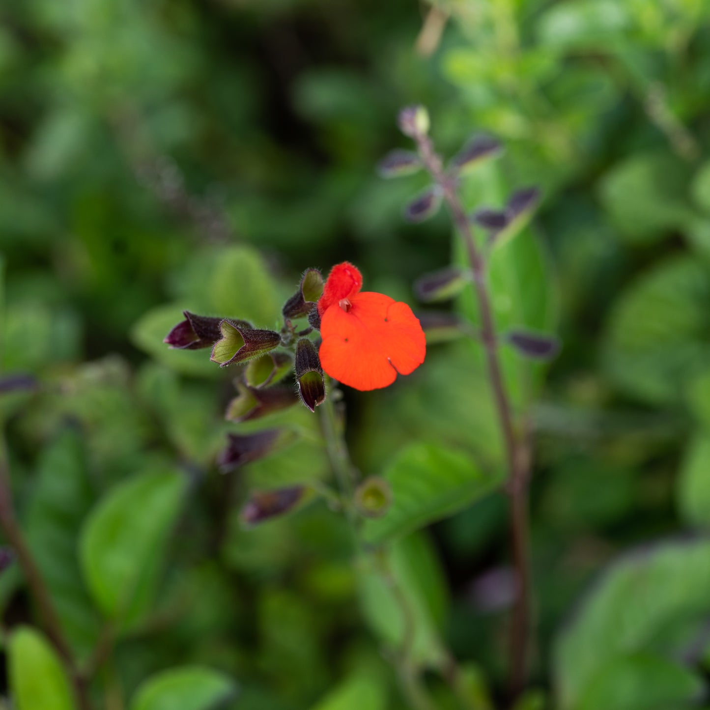 Salvia blepharophylla
