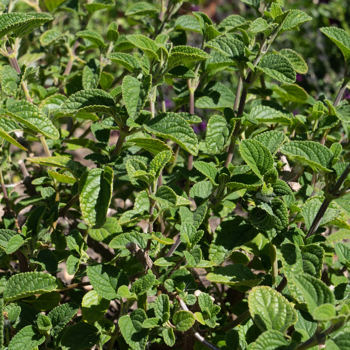 Salvia bullulata