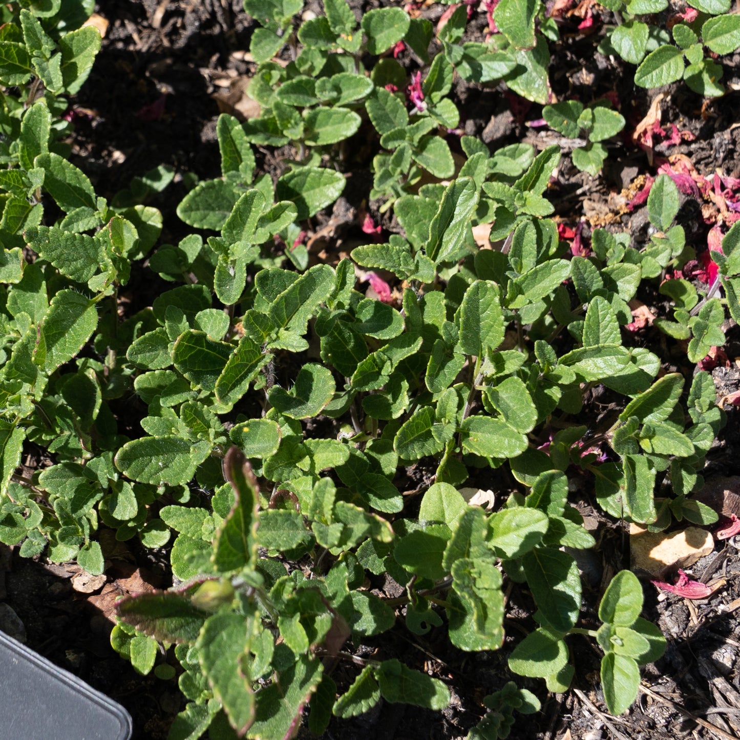 Salvia forreri