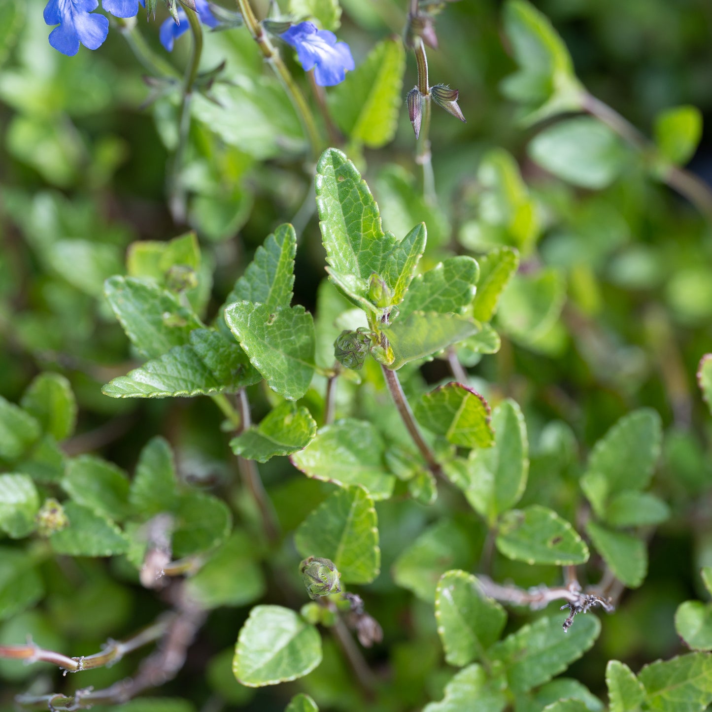 Salvia forreri