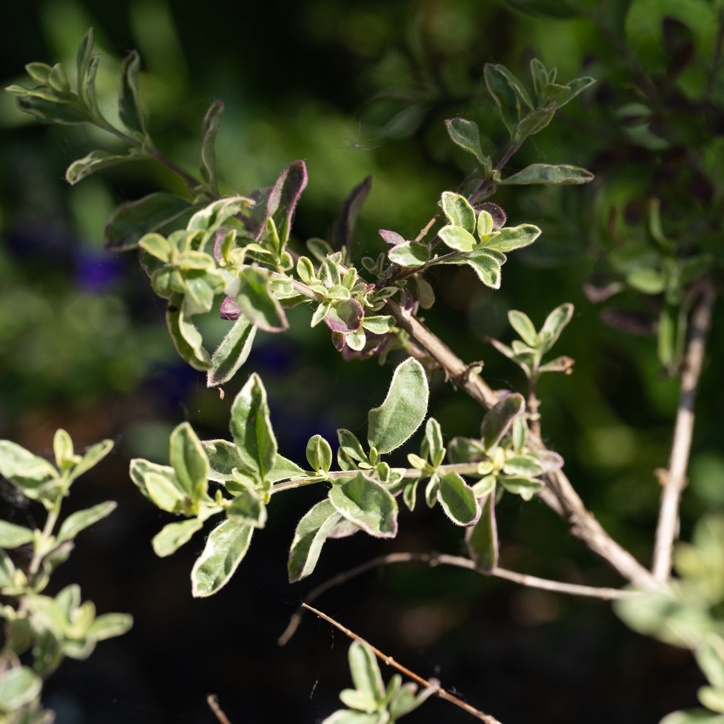 Salvia greggii 'Desert Blaze'