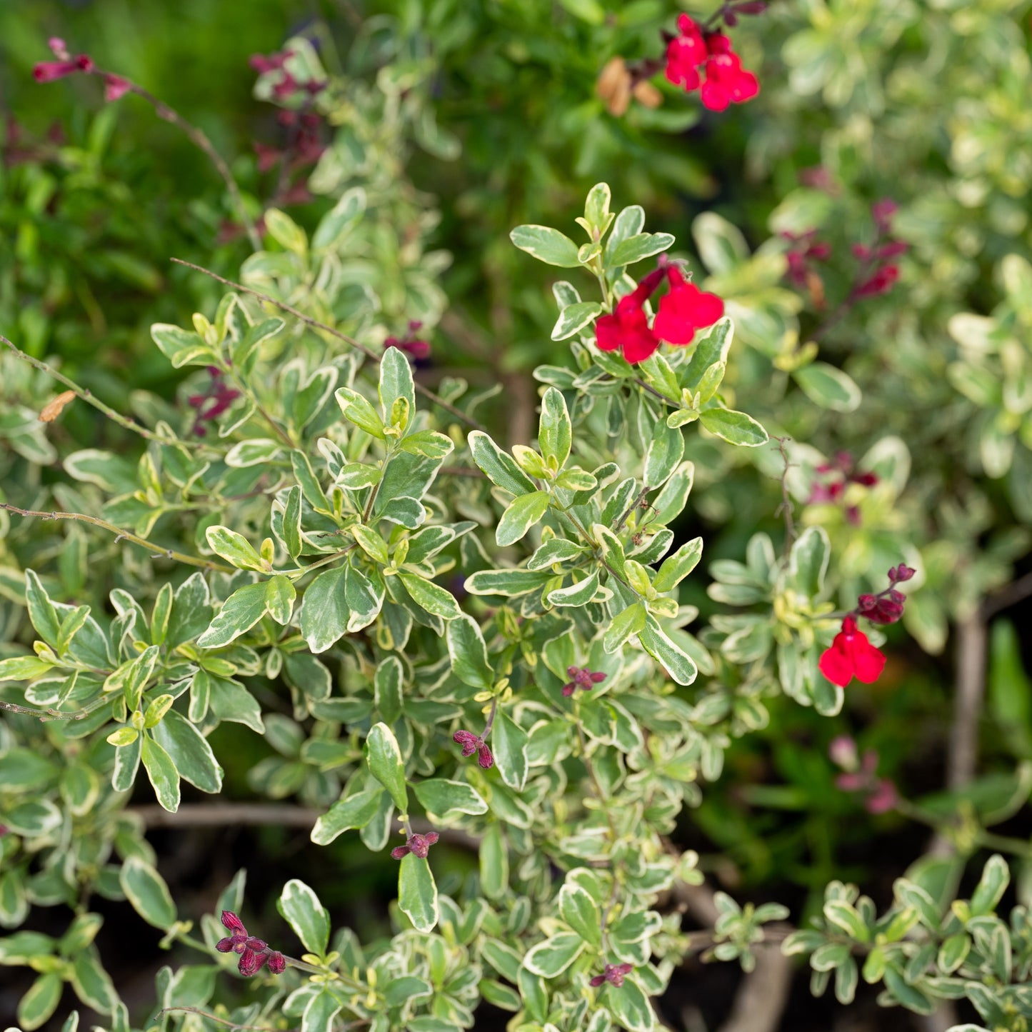 Salvia greggii 'Desert Blaze'