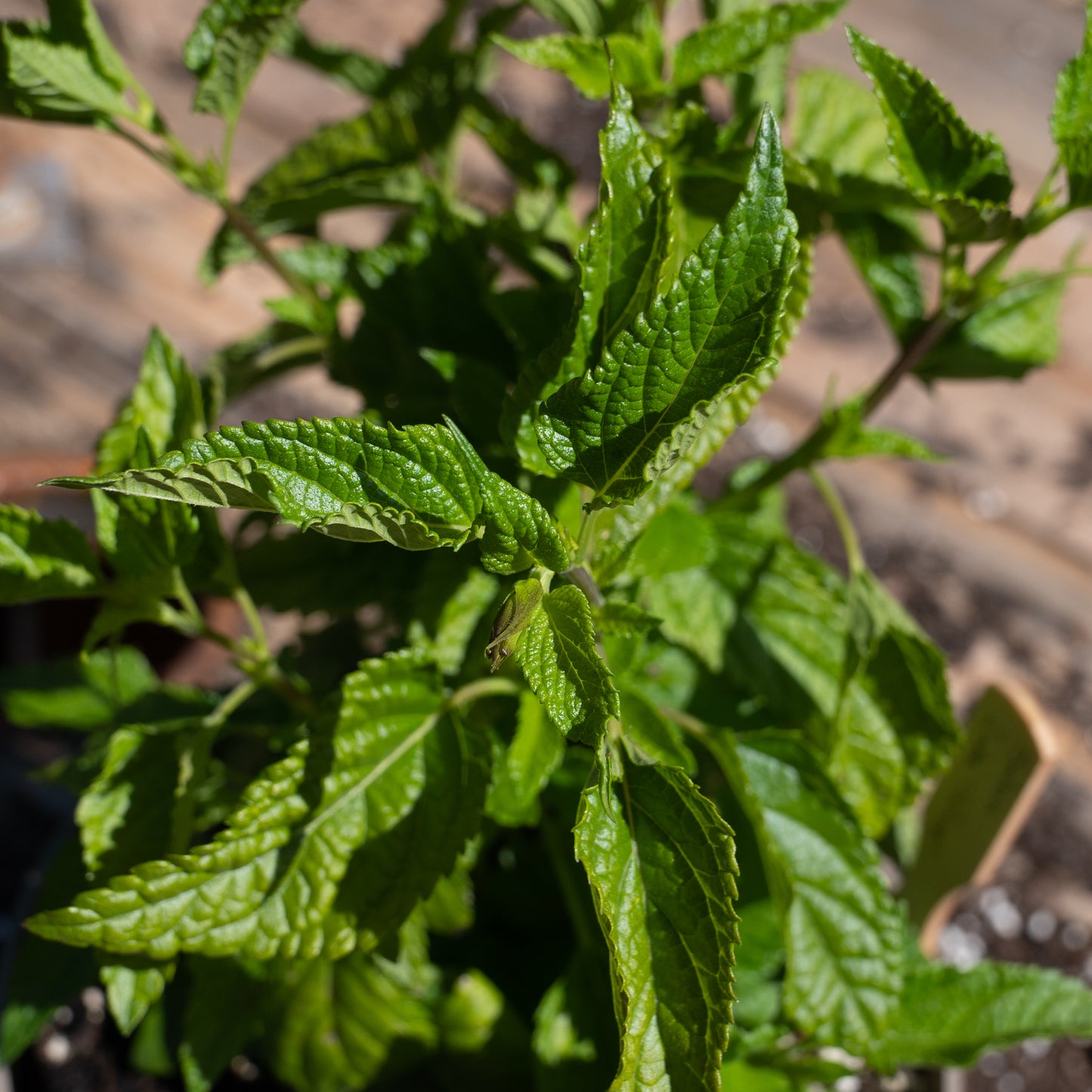 Salvia guaranitica 'Lake Tahoe'