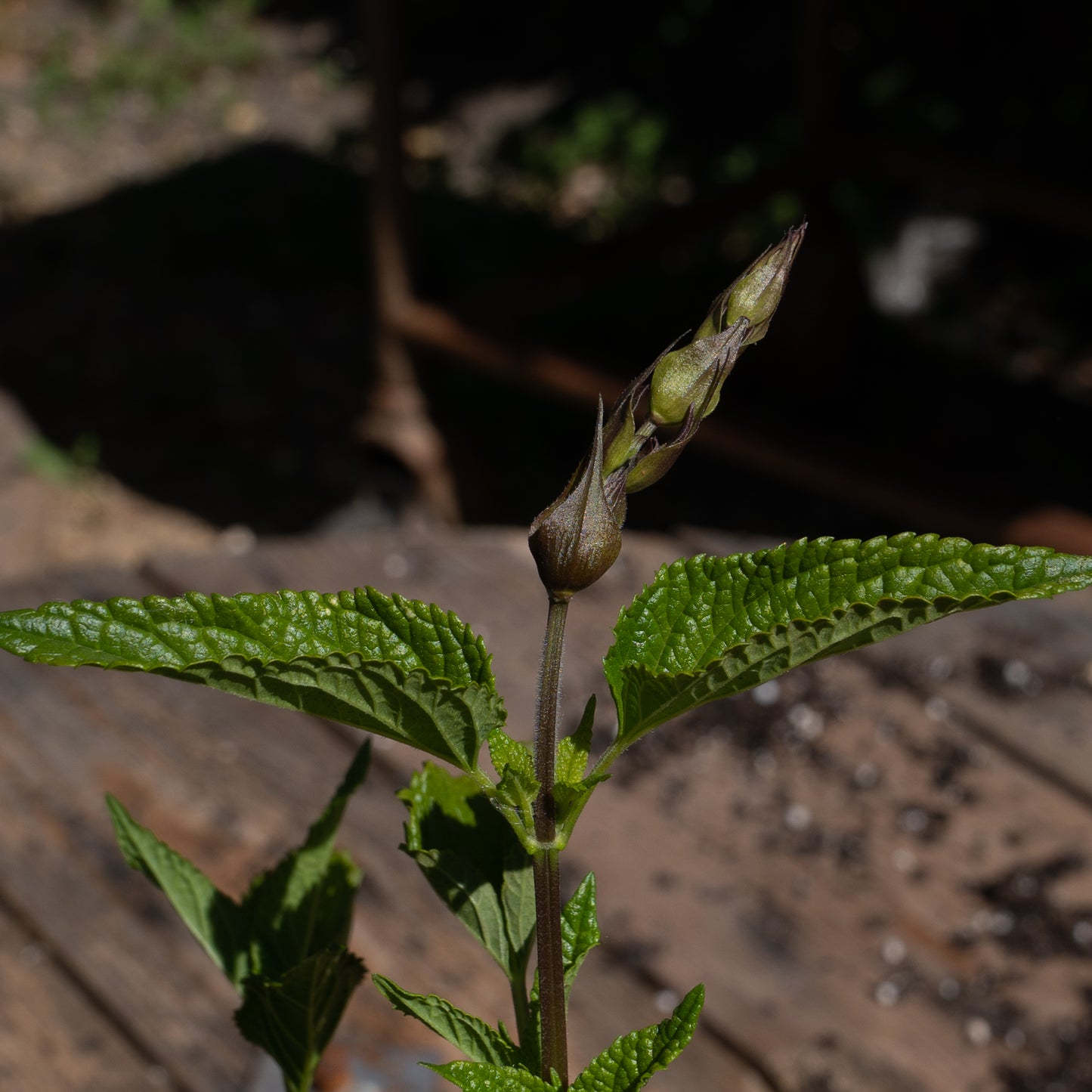 Salvia guaranitica 'Lake Tahoe'