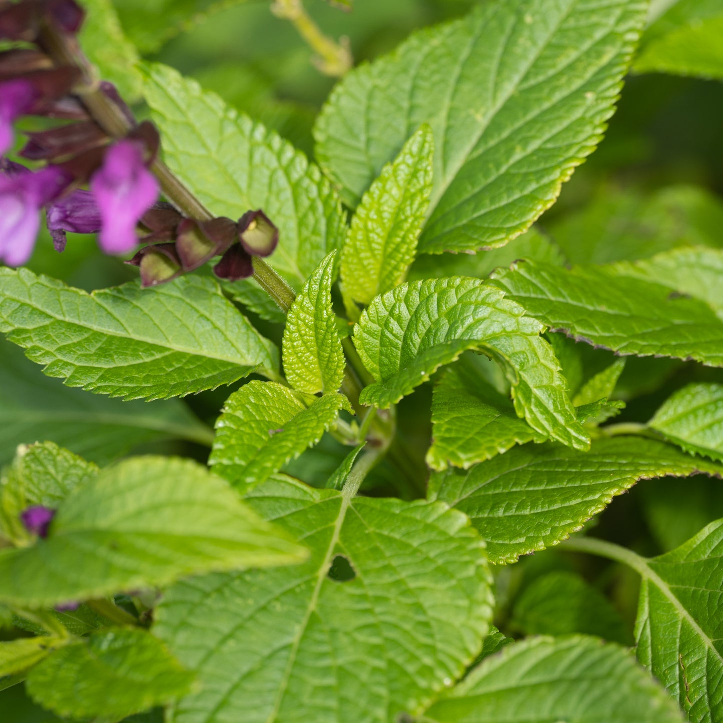 Salvia guaranitica 'Lake Tahoe'