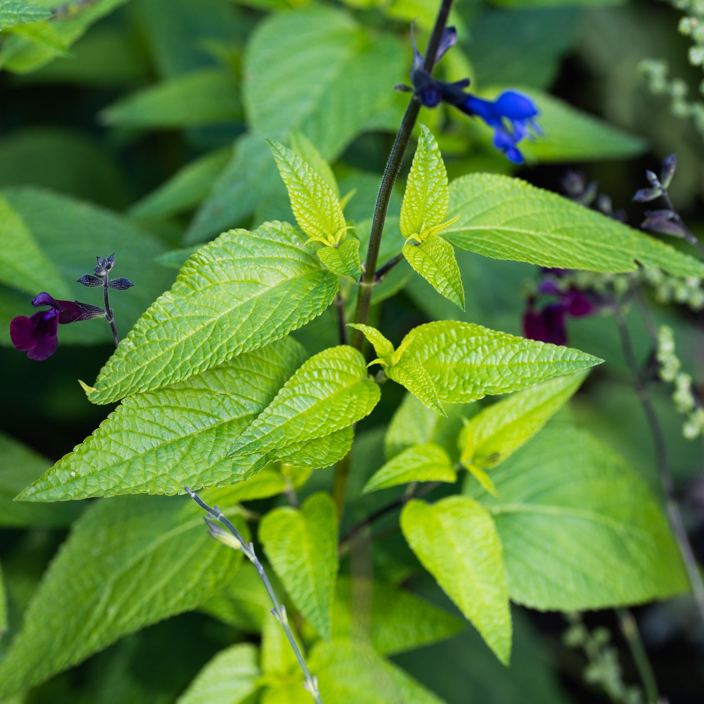 Salvia guaranitica ‘Short Form’