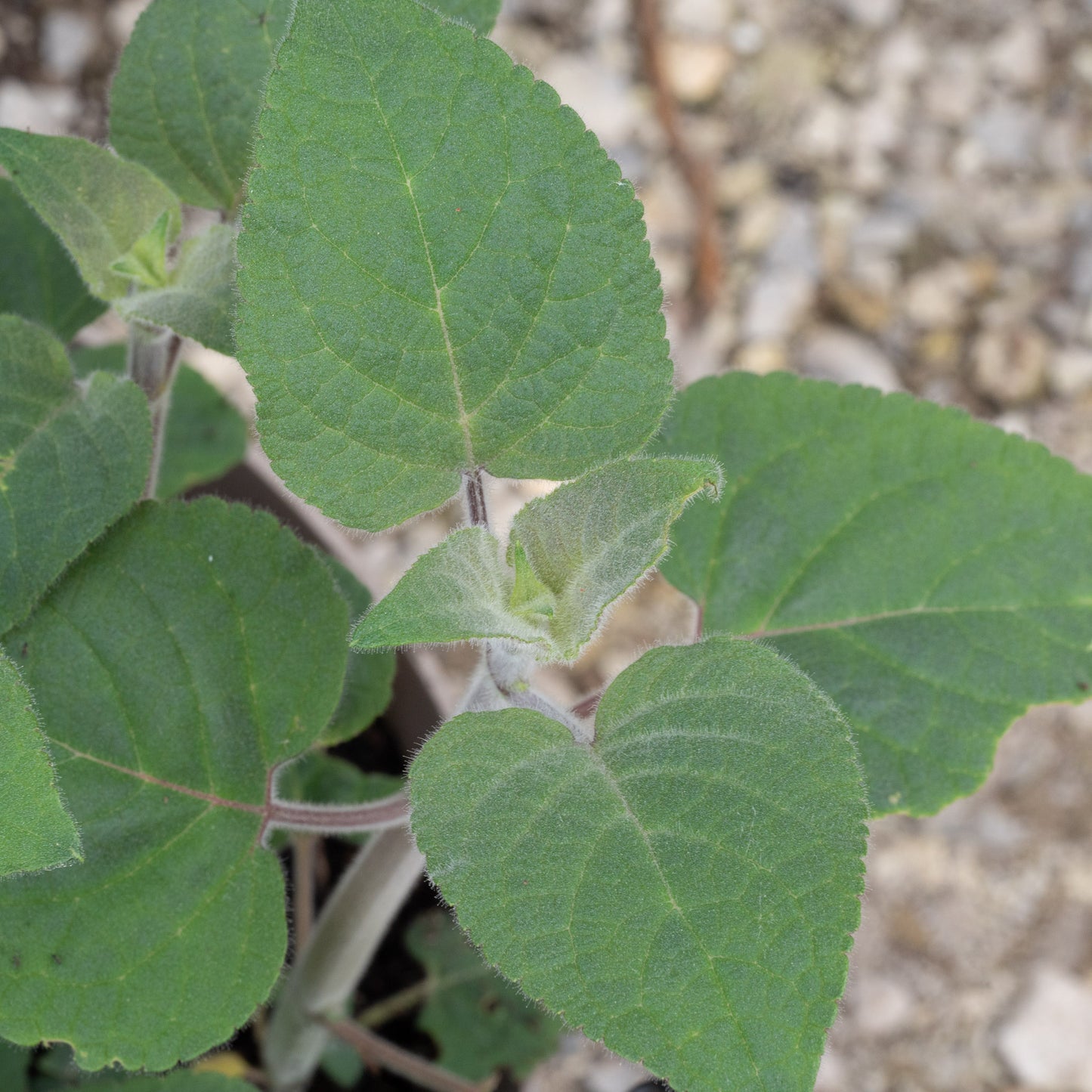 Salvia involucrata 'Bethellii'