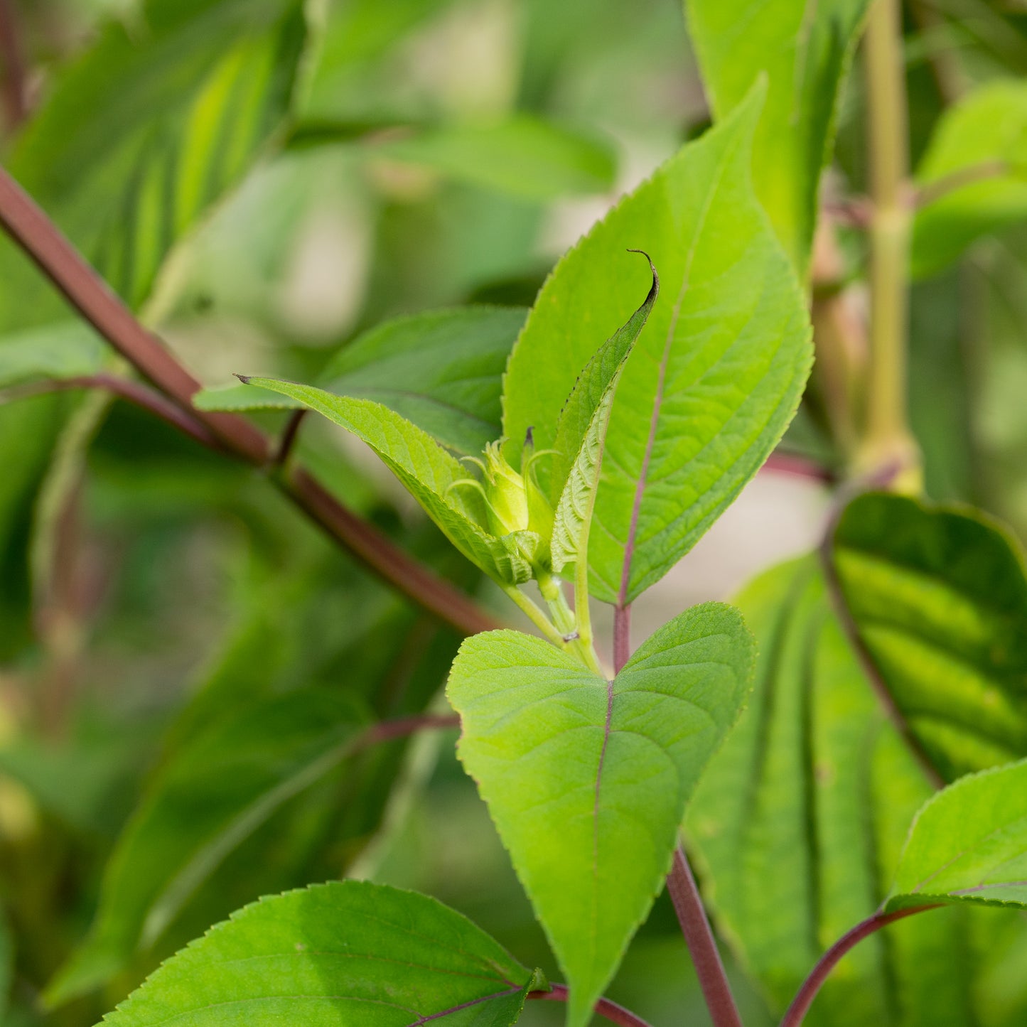 Salvia involucrata 'Hadspen'