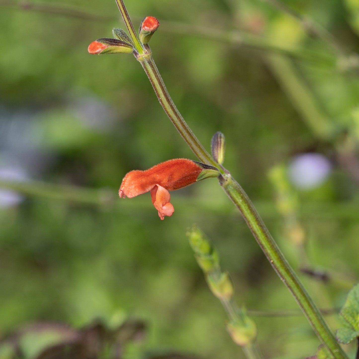 Salvia stolonifera
