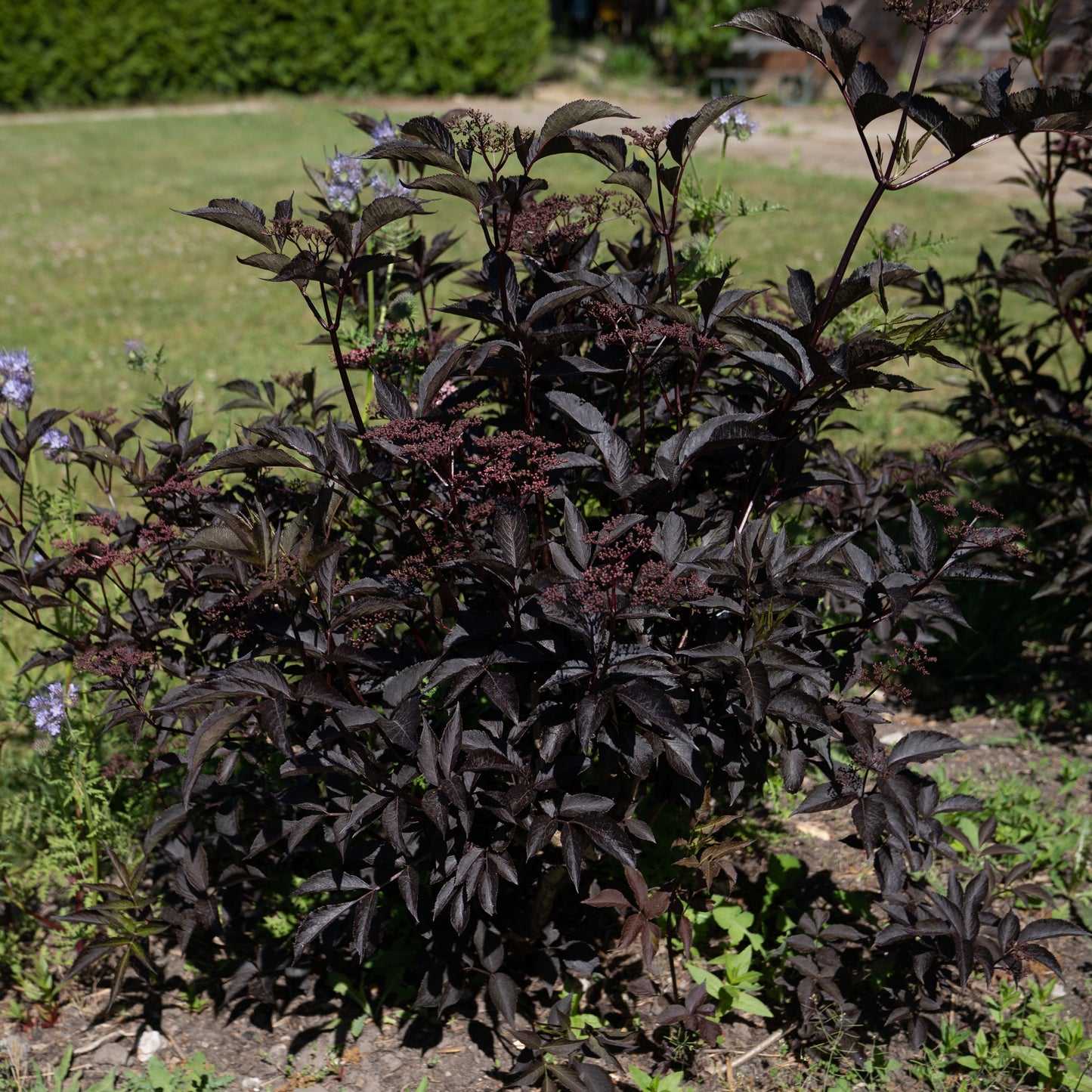 Sambucas nigra ‘Black Beauty’
