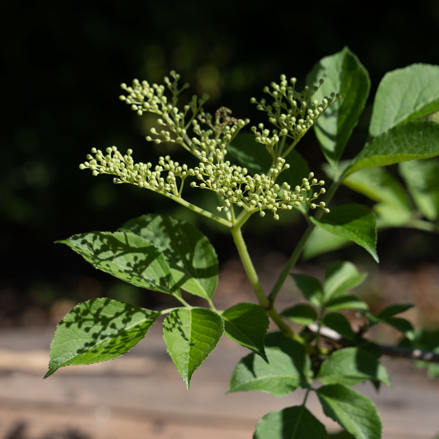 Sambucas nigra ‘Haschberg’