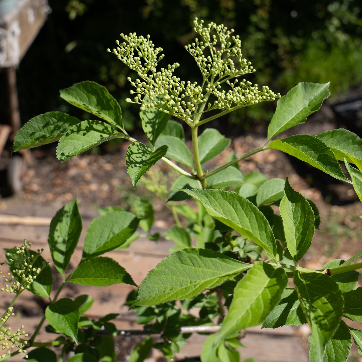 Sambucas nigra ‘Haschberg’