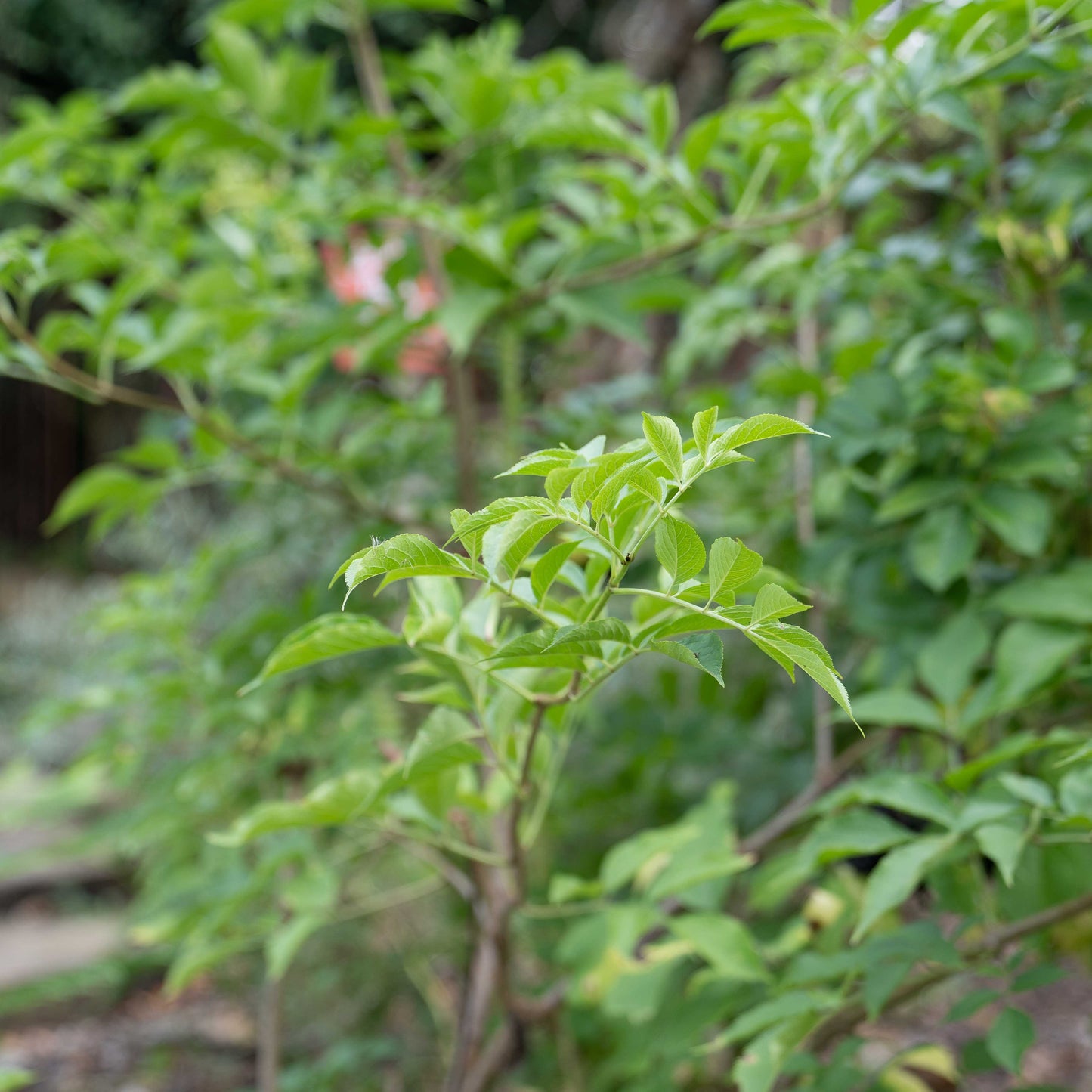 Sambucas nigra ‘Sambu’