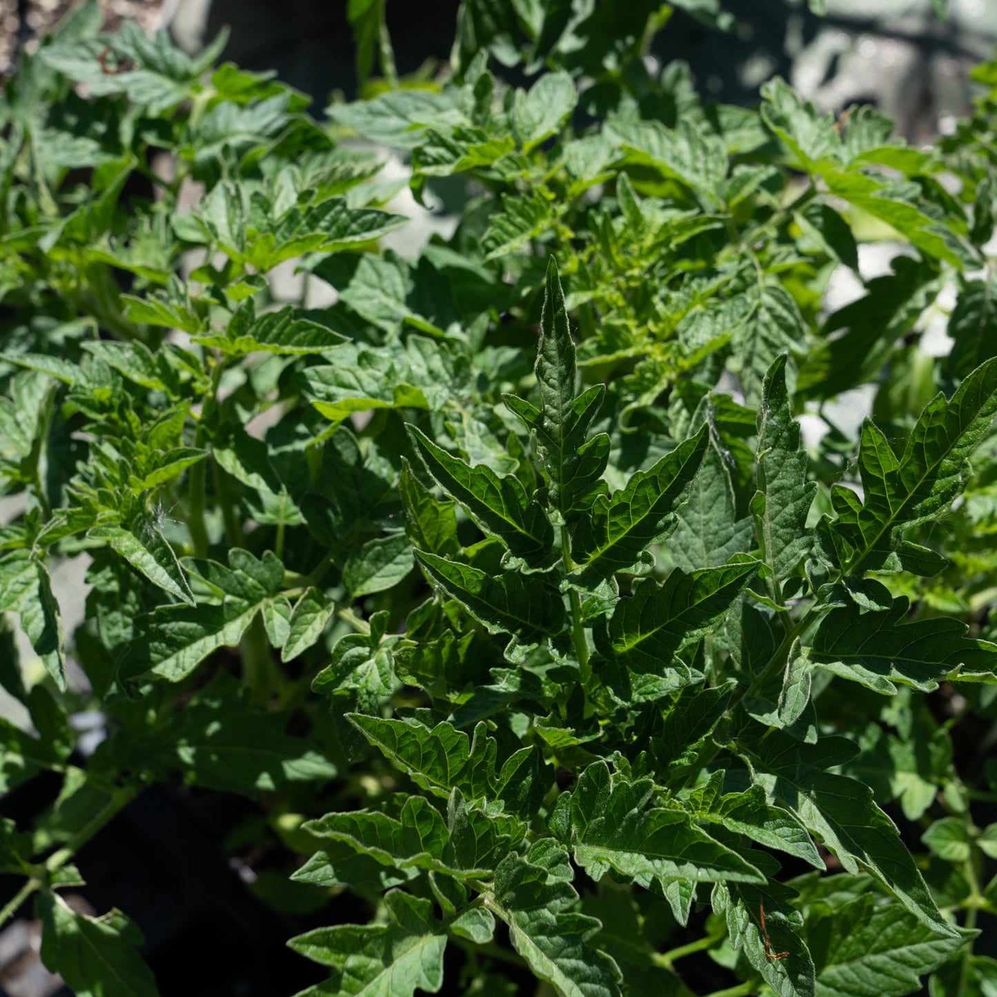 Tomato Rossella