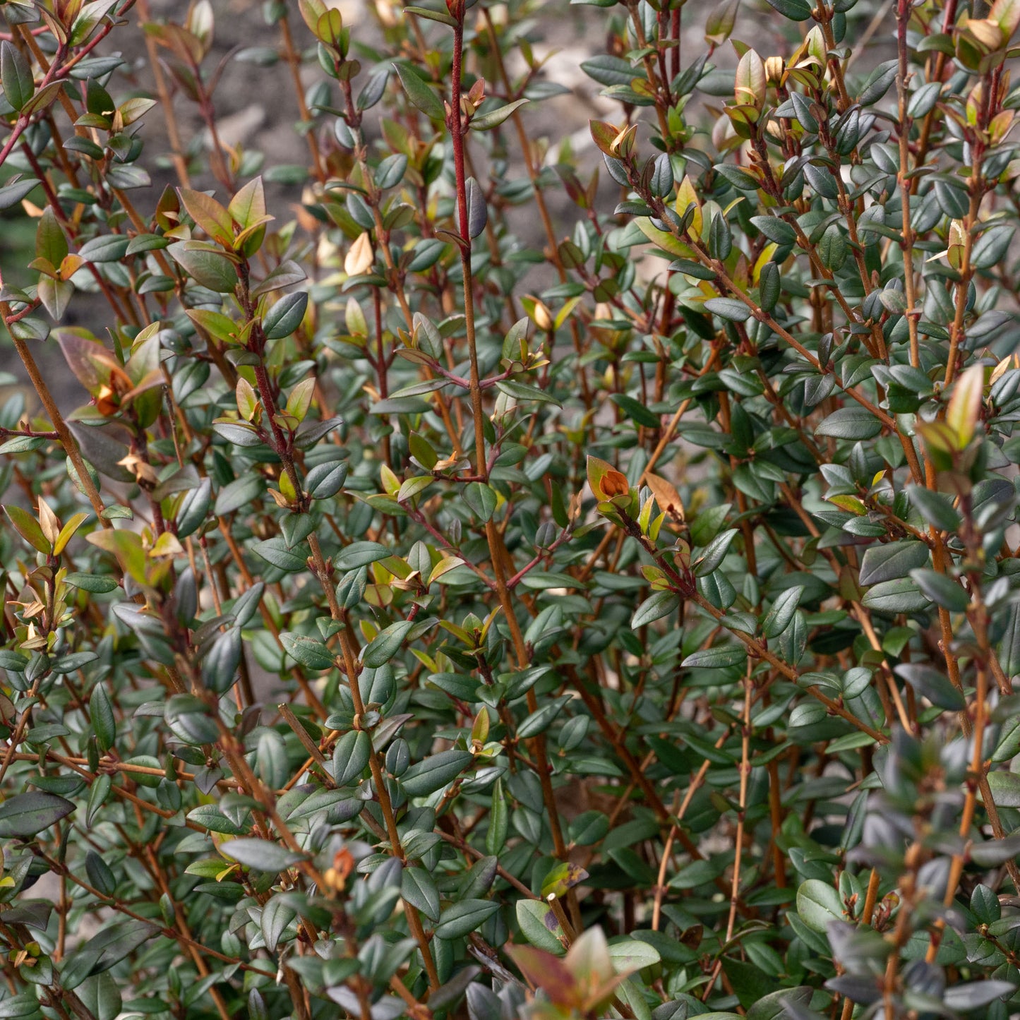 Ugni molinae ‘Villarica Strawberry’