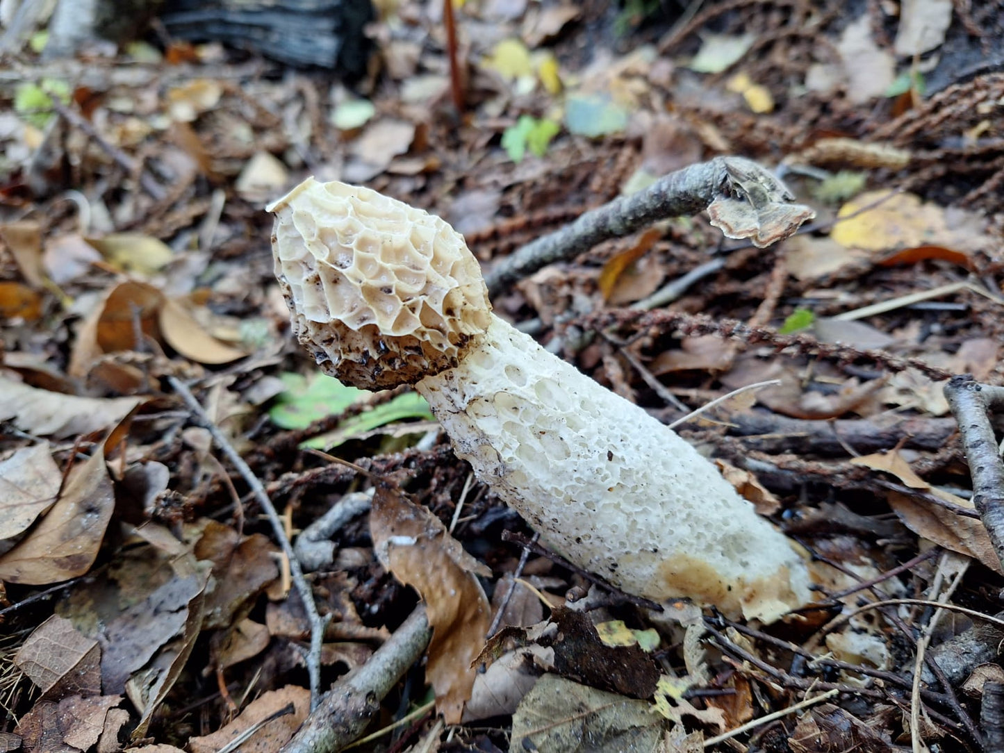 Fungi Foraging with Andy Knott Sat 22nd Nov 2025