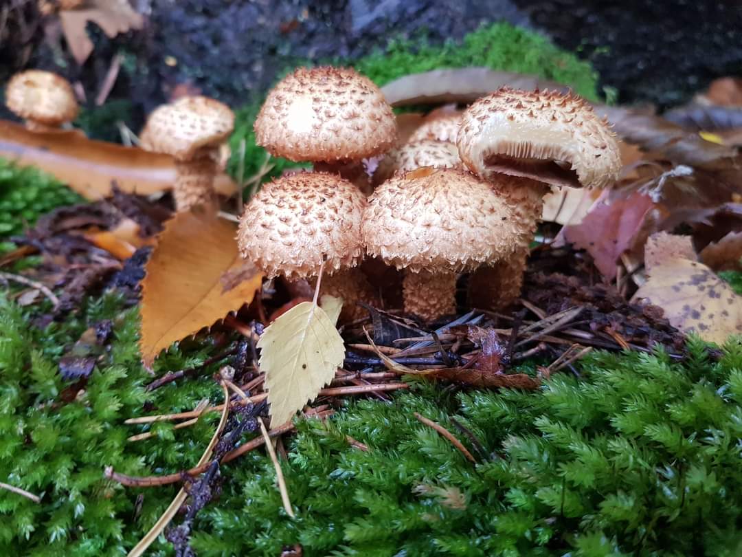 Fungi Foraging with Andy Knott Sat 22nd Nov 2025