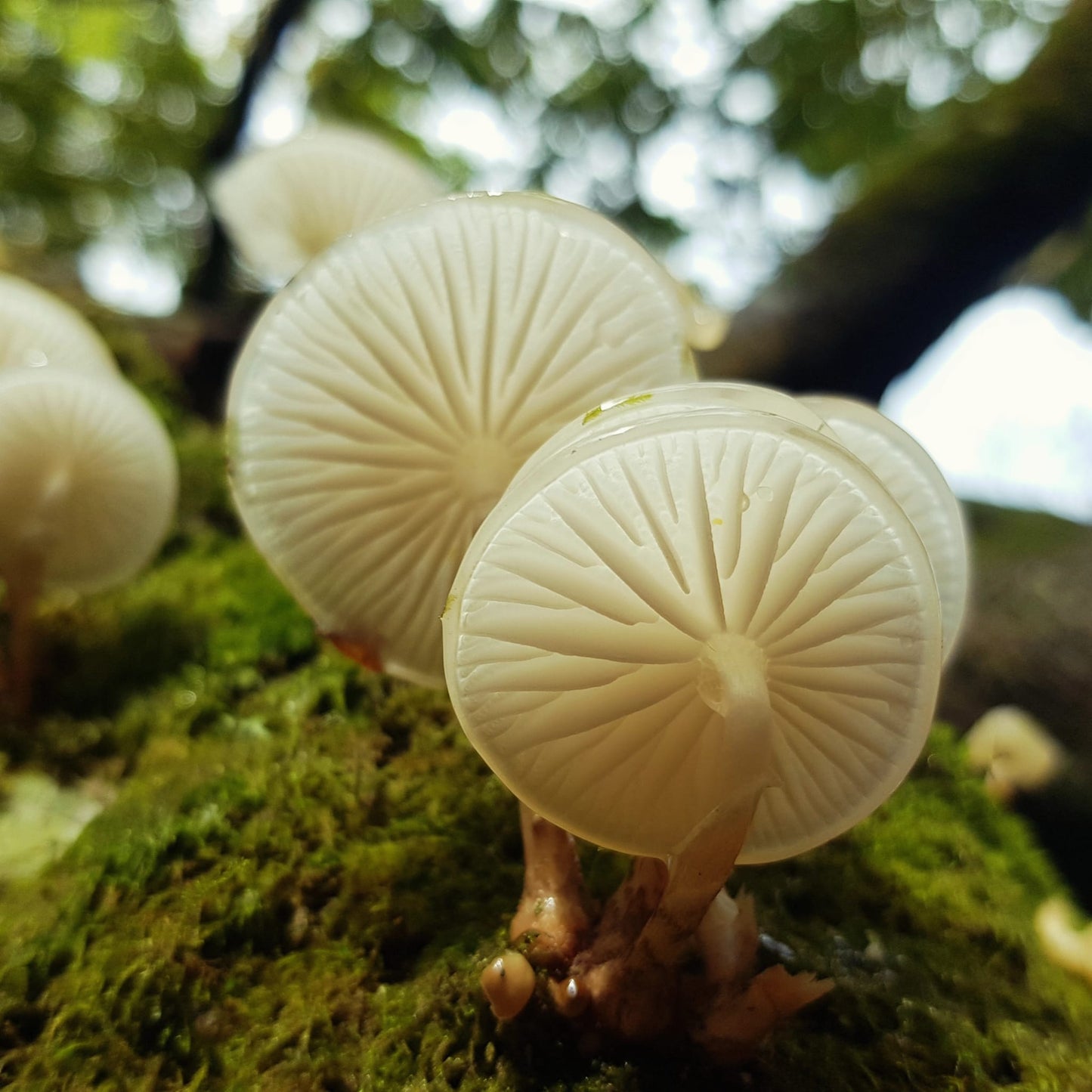 Fungi Foraging with Andy Knott Sat 22nd Nov 2025